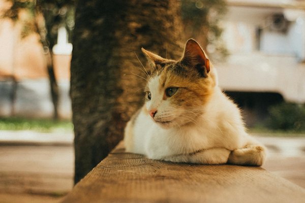 Vacation rentals with swimming pools in st barts: discover your perfect stay